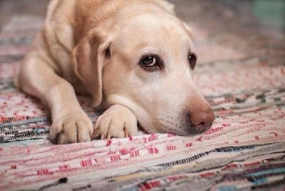 O animal tem depresso?