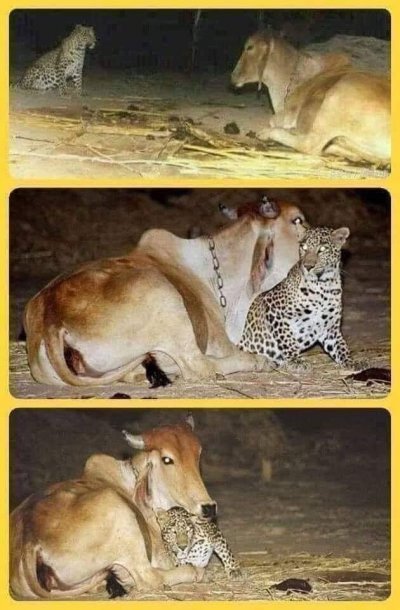 Uma ona entra  noite para visitar a vaca que o amamentou aps a morte da me.
