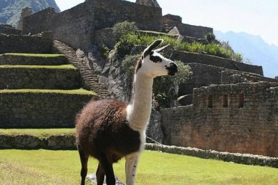 Cameldeos de uma fazenda na Blgica foram testados em nome da luta contra os coronavrus. 12019/Pixabay