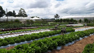 Campo Grande,