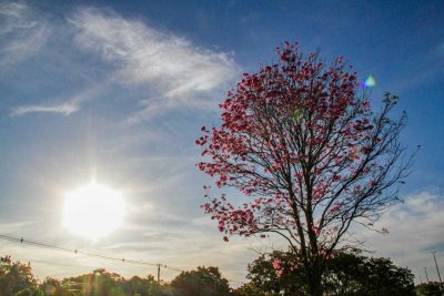 Sol no fim de tarde em Campo Grande ilumina o yp, rvore smbolo da cidade. (Foto: Silas Lima)