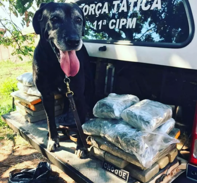 Zulu em uma das ocorrncias que atendeu com o Batalho de Choque da Polcia Militar. (Foto: Choque)