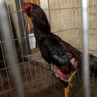 Animal apreendido pela PMA em junho deste ano no bairro Nova Lima. (Foto: Divulgao PMA)
