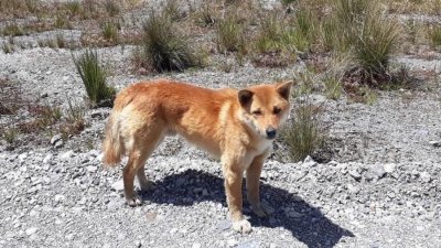 Co cantor, considerado extinto h 50 anos, foi encontrado na Indonsia Imagem: Reproduo/New Guinea Highland Wild Dog Foundation