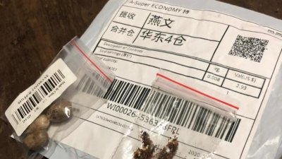 Sementes costumam vir acompanhadas de mercadorias compradas na internet Imagem: Reproduo/Twitter