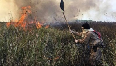 Equipes j esto no combate h mais de 60 dias. (Foto: Divulgao/Corpo de Bombeiros)