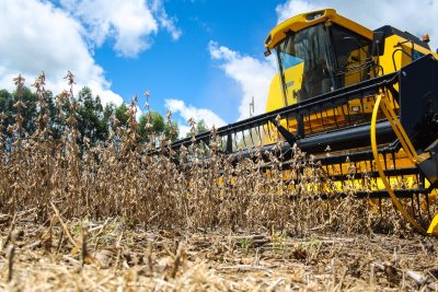 Safra da soja em Mato Grosso do Sul poderia ter sido melhor no fosse a seca que castigou as regies produtoras. (Foto: Marcos Ermnio)