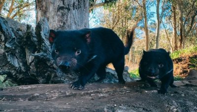 Os diabos vm do programa de criao da Aussie Ark, que cresceu de 44 indivduos em 2011 para mais de 200 hoje. A equipe cria os animais usando mtodos que estimulam comportamentos naturais, para que tenham uma chance maior de sobrevivncia quando so
